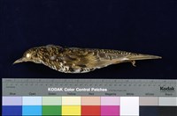 藏品(虎鶇)的圖片